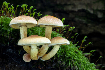 Bunch of yellow mushrooms Hypholoma fasciculare, known as sulphur tuft or clustered woodlover,...