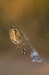 spider on the web. Ragno (neoscona adiantum) Sardegna. Italia