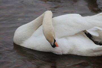 Obraz premium mute swan cygnus olor