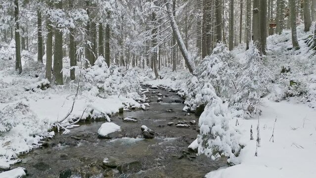 River winter forest nature tree ice outdoor season weather snow