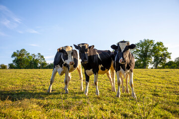 Troupeau de vache laitière au milieu des champ et de la campagne au printemps.