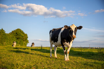 Troupeau de vache laitière au milieu des champ et de la campagne au printemps.