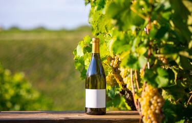 Bouteille de vin blanc et son étiquette blanche au milieu des vignes et des grappes de raisin...