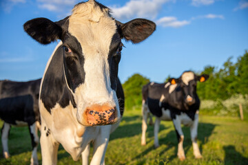 Troupeau de vache laitière au milieu des champ et de la campagne au printemps.