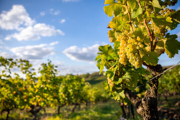 Vignoble en France et grappe de raisin blanc au milieu des vignes avant les vendanges d'automne. - 743837219