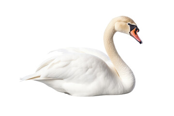 Elegant Swan Isolated on Transparent Background