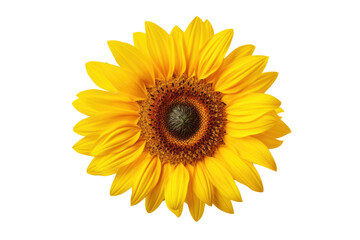 Radiant Sunflower Isolated on Transparent Background