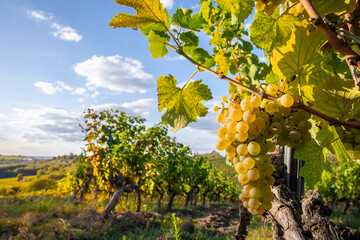 Vignoble en France et grappe de raisin blanc au milieu des vignes avant les vendanges d'automne. - 743837290