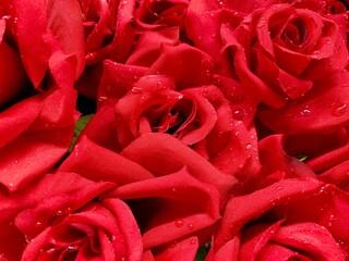 Red rose with water drops