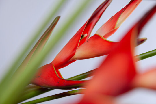 Falsche Paradiesvogelblume"-Bilder: Stock-Fotos & -Videos. | Adobe Stock