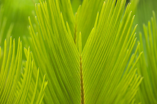 Leaves of the cica palm, also known as Sagu-de-jardim, Cycas Revoluta, Santa Rita palm, or branch palm used in gardens. Details of the pinna