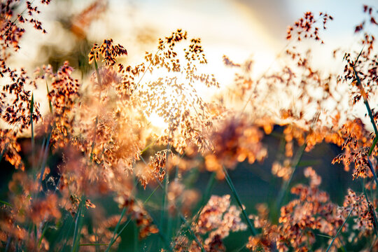Beautiful pink grass seed heads in the afternoon light