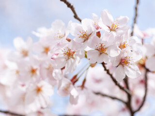 Fototapeta premium さくらの開花