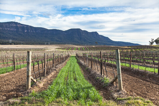 Vines in a vineyard in winter