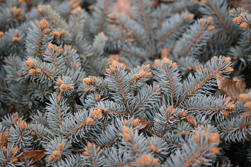 blue spruce branches as a backdrop , blue branches of a Christmas tree close-up, short needles of a coniferous tree close-up on a green background, texture of needles of a Christmas tree close
