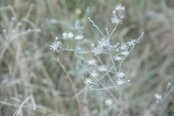 Ice crystals on a plant