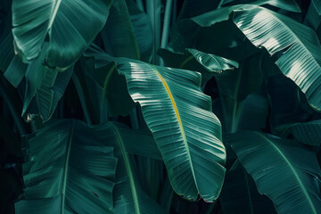 Tropical banana leaf texture, large palm foliage nature dark green background.
