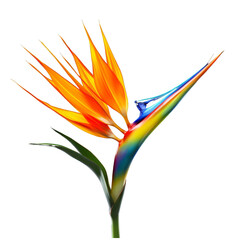 Flower - spring.Orange. Bird of Paradise: Magnificence