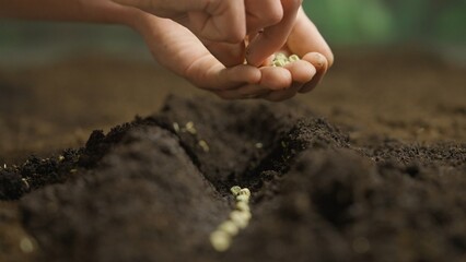Gardener putting seeds in the ground. Man farmer hands planting sowing seed in soil preparation for spring season, organic farming and gardening.