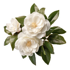 Flower - pretty.White . Camellia (White): Admiration and perfection