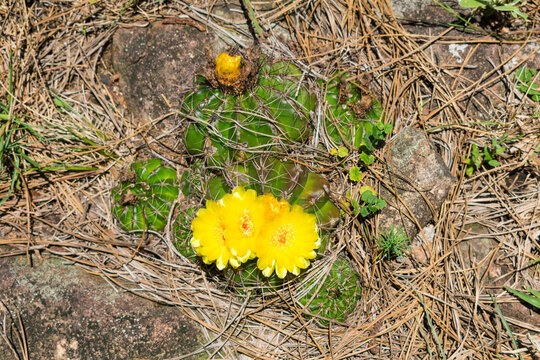 Wild Parodia ottonis cactus in bloom, vulnerable species at the Ronda Municipal Natural Park in Sao Francisco de Paula, South of Brazil