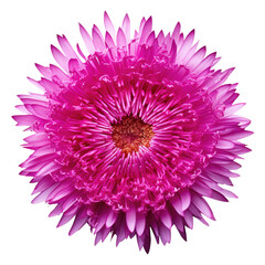Modern floral art - Pink Asters and Chrysanthemums. Flower composition made in the form of a ball for wedding decoration, Valentine's Day, Mother's Day, sales and other events