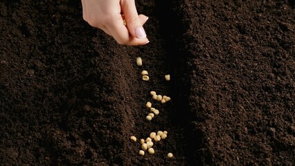 Gardener putting seeds in the ground. A woman farmer hand plants pea seeds into the soil to prepare...