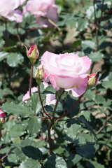 Beautiful pink rose in garden.