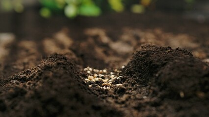 Agriculture an ecological concept of farming. Wheat or barley seeds lying on the soil, preparation for the spring season, organic farming and gardening.