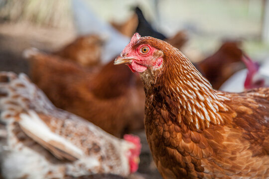 Sunlit Isa Brown laying hen close up
