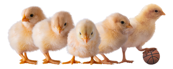 Starting lineup for the college basketball finals