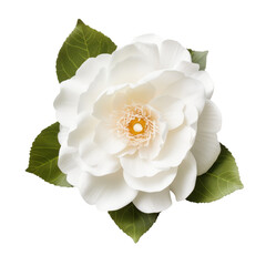 Flower - petal.White . Camellia (White): Admiration and perfection