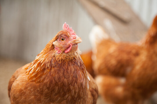 Portrait of an Isa brown laying hen in the chook yard