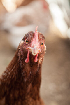 Close up headshot of an inquisitive Isa Brown hen