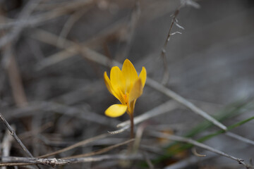 flower, spring, crocus flower