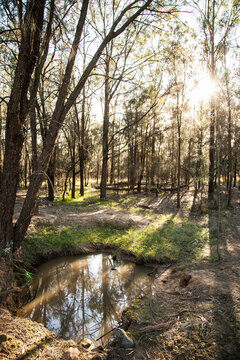 Sunlight shining through casuarina trees by a creek