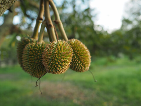 Durian fruit : Group of small size Monthong durian in the garden.