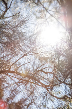 Sunlight shining through she-oak casuarina tree needles in a forest