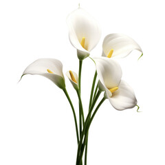 Flower - garden.White . Calla Lily: Beauty and elegance