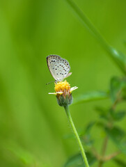 butterfly on a flower
