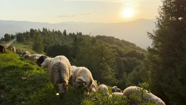 A flock of sheep graze on grass on a hillside. The green landscape stretches along the sunset mountains in the Ukrainian Carpathians