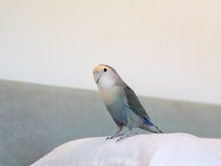 Pet agaporni bird loose around the house