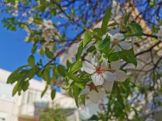 White almond blossoms on a tree branch against the sky