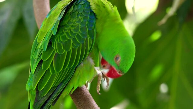Vernal Hanging Parrot on a tree branch