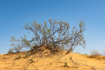 Juzgun shrub on the Big Brother dune, Astrakhan region, Russia