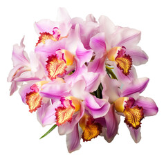 Flower - Coral Pink.tone. Cattleya Orchid: Mature charm
