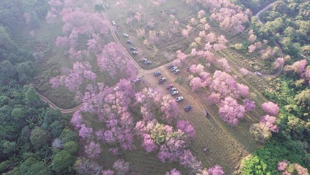Wild himalayan cherry tree blooming in plantation on hill in the morning during springtime at Phu Lom Lo, Phu Hin Rong Kla national park