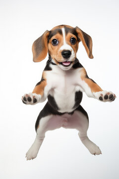 Adorable brown Beagle dog puppy jumping pose isolated on white background created with Generative AI Technology 