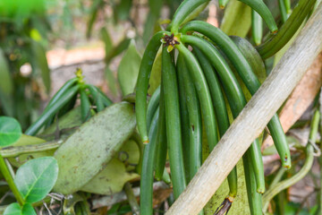 Vanilla plant, also known as flat-leaved vanilla, plant from which vanilla spice is obtained or...