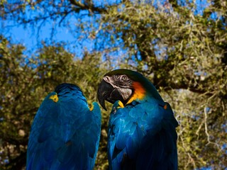 Two blue macaw parrots birds together in love